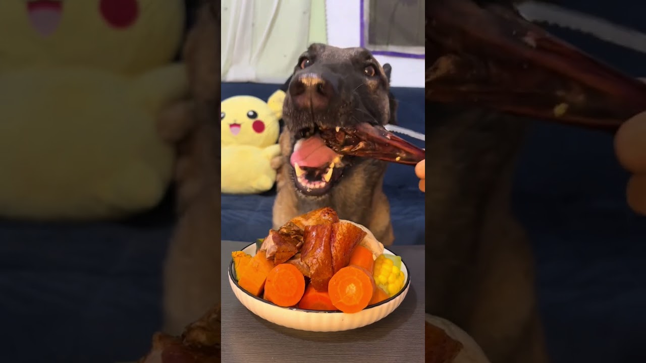 Dog eats food collection（ASMR）