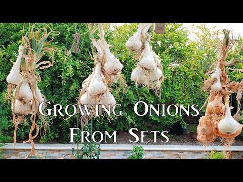 Growing Onion From Sets How To Grow Great Onions