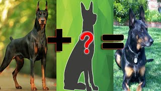 Top 16 Doberman Mix Breed | Contra VS