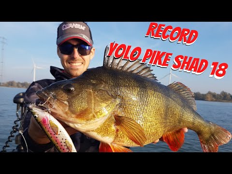 Peche Record Perche Yolo Pike Shad 18 cm