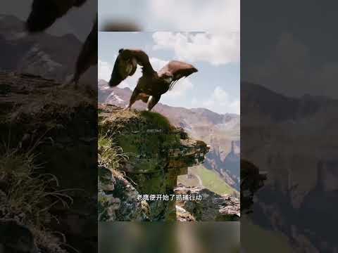 原来老鹰的实力比我们想象中还要厉害#野生动物零距离