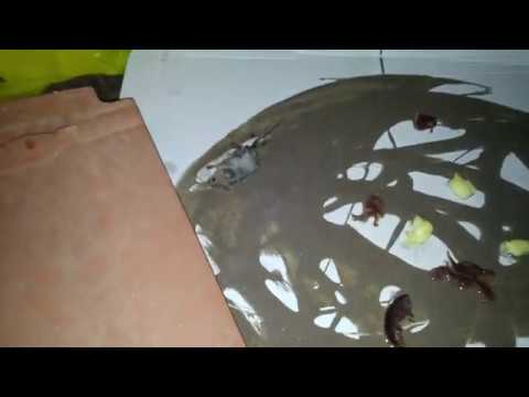 Servis Dakić u epizodi "Kako da vaš automobil pretvorimo u krš  i leglo miševa!"