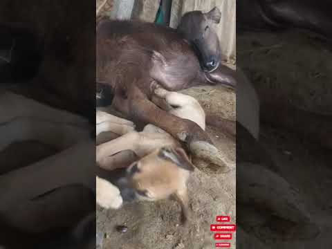 old music dog and buffalo friendship first long video 🙏🚩&@refugiomental6032