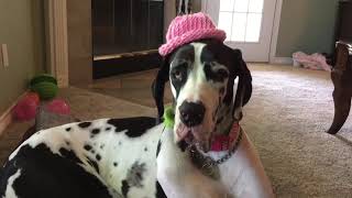 Dogs_in_Hats_YTCD2.mp4