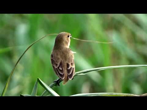 Kňažík čiernohrdlý (Sporophila bouvronides) — video o speve a chove
