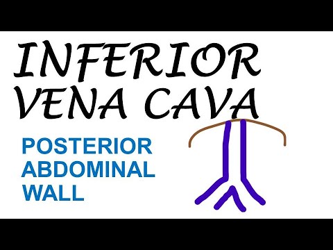 Chp27 | Inferior Vena Cava (Abdominal Part) | Posterior Abdominal Wall | BDC Vol2
