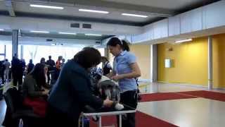 NVP Ostrava Welsh Corgi Cardigan 12.4.2014
