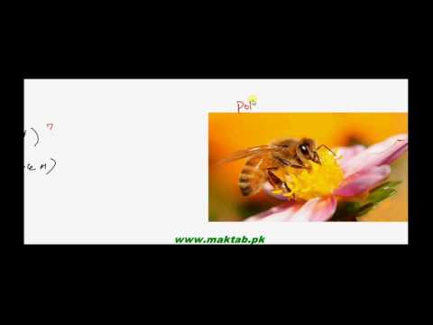 FSc Biology Book1, CH 4, LEC 14: Vacules and Plastids