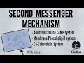 Second Messenger Mechanism Of Hormone Action | Cell Signalling || Endocrine Physiology