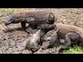Komodo Dragon Attacks Wild Boar Alive In a Pool Of Mud & This Pig Continues To Fight