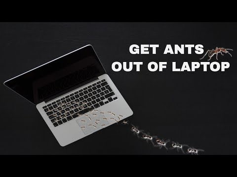 Sound To Get Ants Out Of Laptop (GUARANTEED)