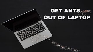 Download lagu Sound To Get Ants Out Of Laptop (GUARANTEED) mp3