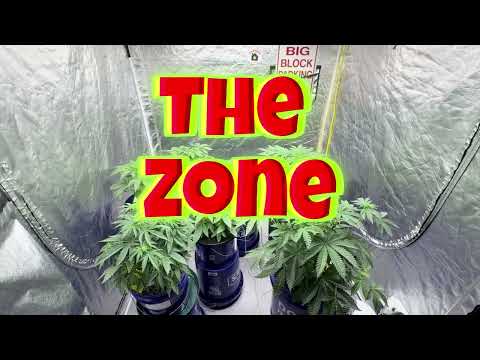 HGZ TV 🌴Wir haben Männer. So machen wir das in der Zone💨😎 #Hydroponik #Zimmerpflanzen