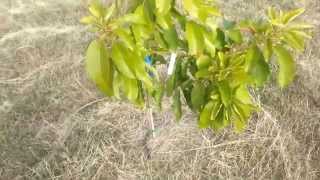 Raising Avocado Trees in Central Texas