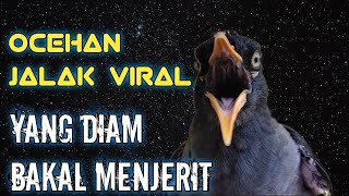Download lagu Pancingan dan masteran jalak kebo‼️yang bisu bakal berteriak dengar suara masteran jalak ini mp3 Download lagu Pancingan dan masteran jalak kebo‼️yang bisu bakal berteriak dengar suara masteran jalak ini mp3