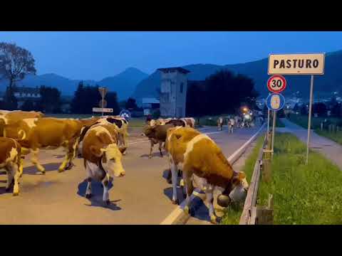 La mandria di Antonella e Natalino da Pasturo verso l'alpeggio in Valbiandino