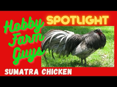 , title : 'HFG Farm Animal Spotlight: Sumatra Chickens'