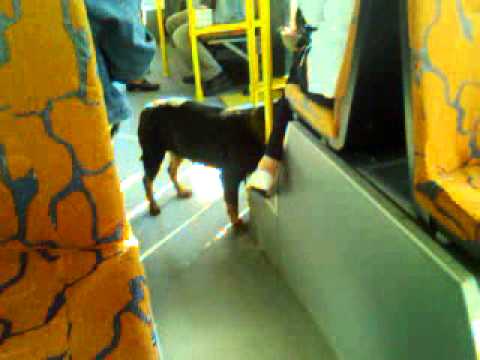 Pas u autobusu na liniji 55