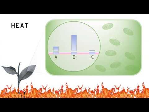 Bioinformatics Lab: An Introduction to the Read Mapping and Transcript Assembly