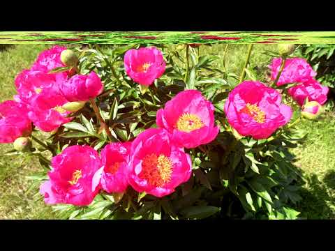 Kalsnavas arboretums