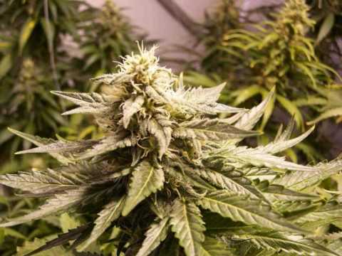 Sister Nancy- Bam Bam (Deekline and Red Polo remix)