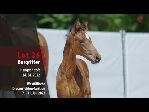 Dressurfohlen-Auktion Lot 26 Burgritter Hengst v. Bach - Royal Blend