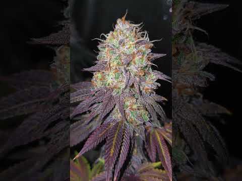 Gorilla Melon FastBuds #420 #viralvideo #420growers #growupdate #growerlife