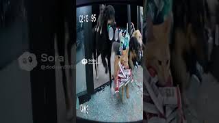 chaos shop  #sora2 #aivideo #shorts