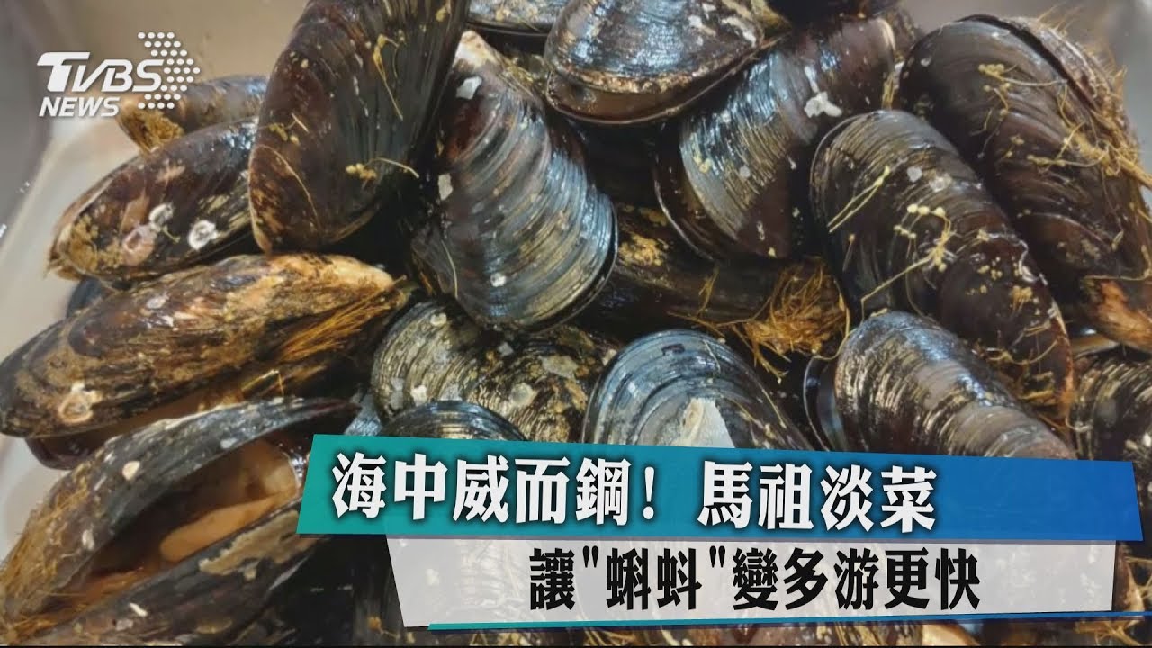 海中威而鋼！馬祖淡菜　讓「蝌蚪」變多游更快