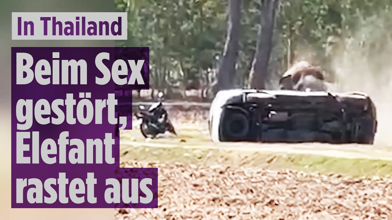 Elefant greift Betreuer an: Brutaler Angriff in Thailand