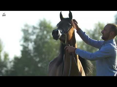Arabian Horse  AZIZA AARMAANI - EKS Farajj x Jolfa De Nautiac