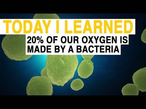 Bacteria that make 20% of all the oxygen on Earth Bacteria that make 20% of all the oxygen on Earth