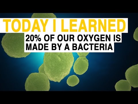 Bacteria that make 20% of all the oxygen on Earth