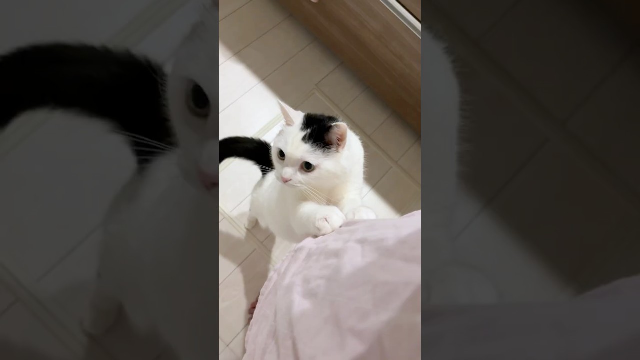 コーヒーを淹れると猫はこうなります