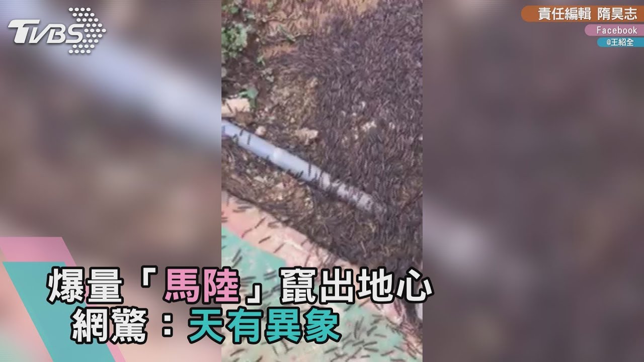 密集恐懼症慎入!爆量「馬陸」竄出地心 網驚:天有異象
