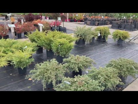 Bylands Nursery Visit - Finding Bonsai