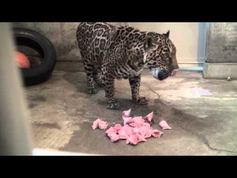 ジャガーの餌やり