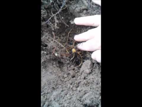 How To Plant Goldenseal(Hydrastis canadensis)