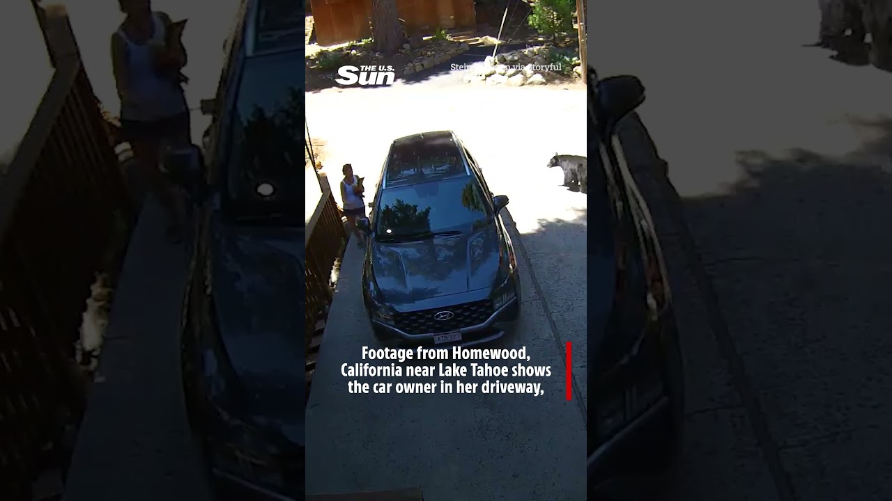 Wild moment bear jumps out of woman's car inches from her