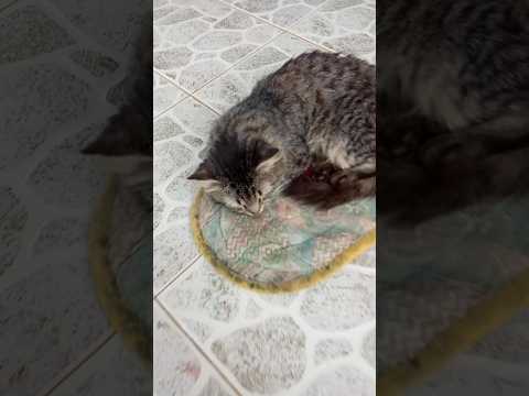 beautiful cat behave siya#cat #shortvideo #shorts #shortsfeed #shortsviral #youtubeshorts