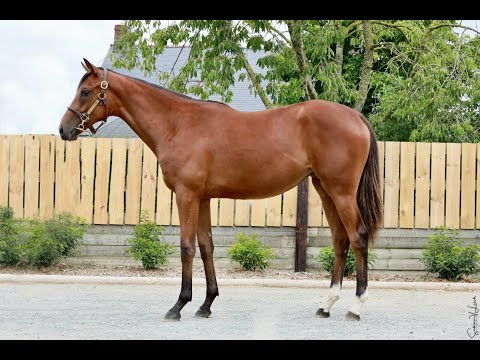 Haie Neuve Lot 393 Arqana Yearling Sale August 2021