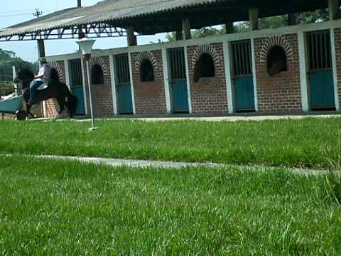 TENOR - (hijo de tayrona del paso)