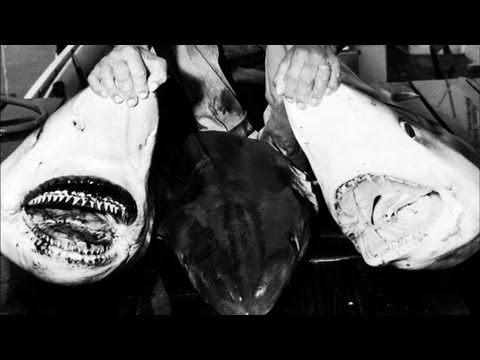 The Shark Hunter
