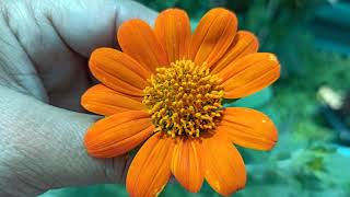 348 - How to collect & save Tithonia /Mexican Sunflower seeds