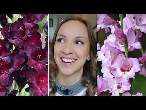 Gladiolus Chat!! Love it💖? Leave it🤢? Or Can't Live Without It😍😍😍! // Northlawn Flower Farm