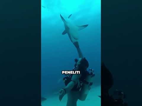Rahasia Kenapa Penyelam Membalikan Tubuh Hiu😳