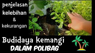 Download lagu KELEBIHAN DAN KEKURANGAN BUDIDAYA KEMANGI DI POLYBAG mp3