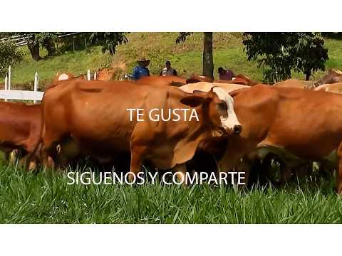 GANADERÍA SAN LUCAS SIMMENTAL   F1   SIMBRAH   GYR   GYROLANDO   MACEO   ANTIOQUIA CAP2