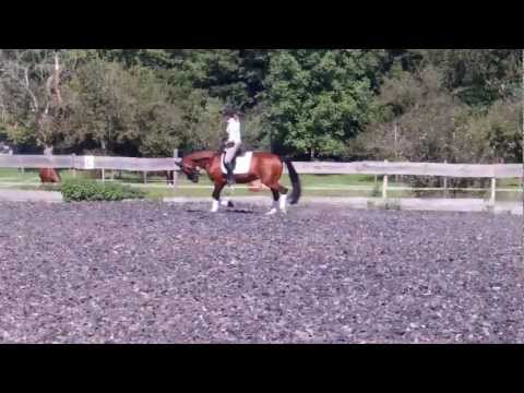 8. September 2012 Benito, von Belissimo M, 4-jähriger Wallach (0)