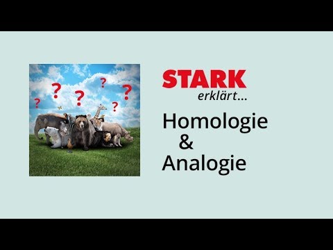 Homology and Analogy | STARK Explains